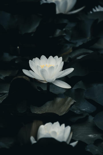 双线1854服 狰狰之鸣